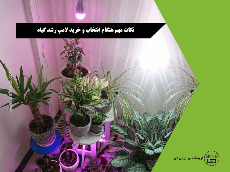 نکات-مهم-هنگام-خرید-لامپ-رشد-گیاه