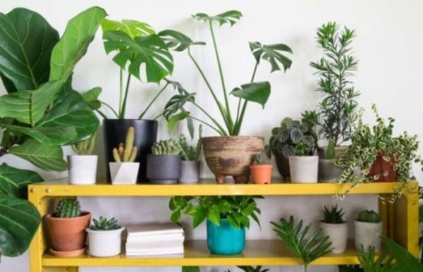 گیاهان آپارتمانی مقاوم به نور